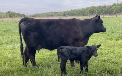 ‘Round the Farm – Calves, Chores, & CHAOS!